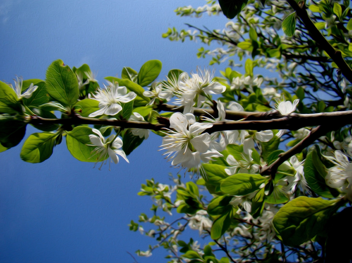 BLÜTEN