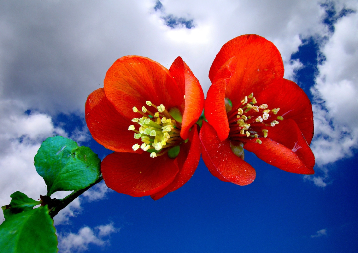 BLÜTEN