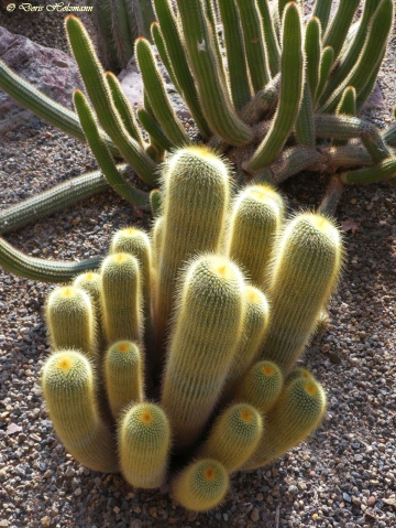 cacti