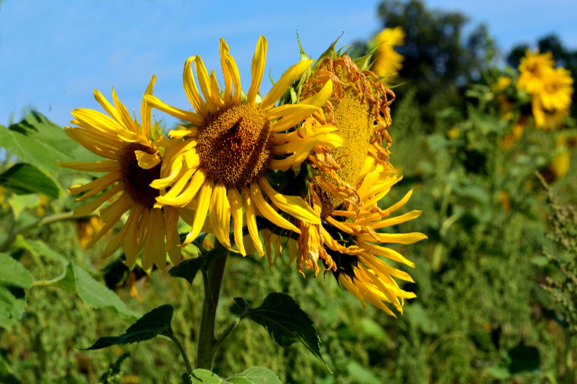 SONNENBLUMEN