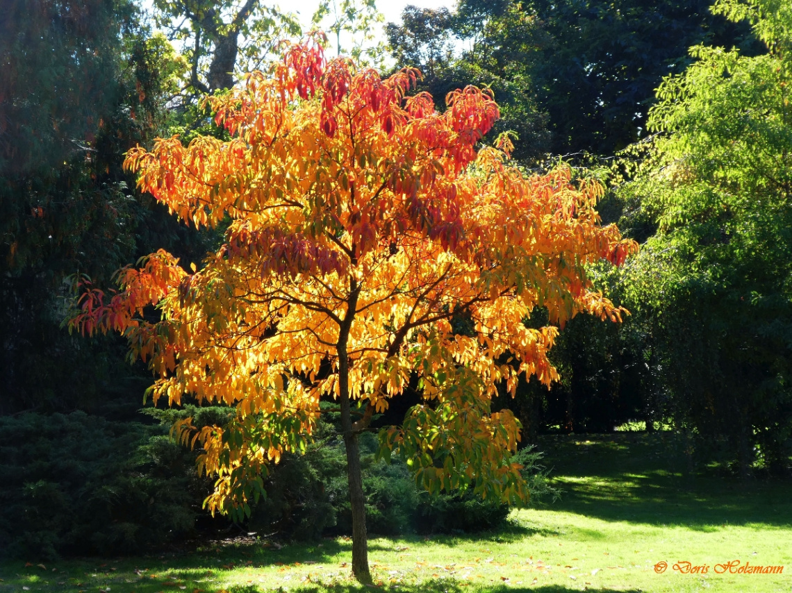 Autumn color