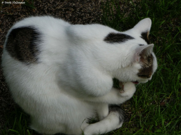 Grooming