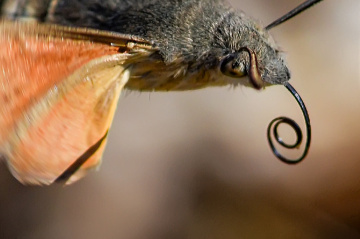 Atmaca Güvesi - Detay