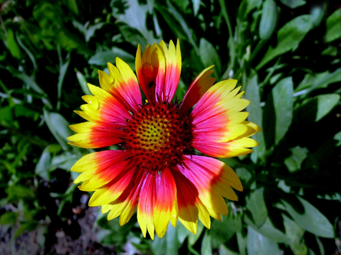 BLÜTE