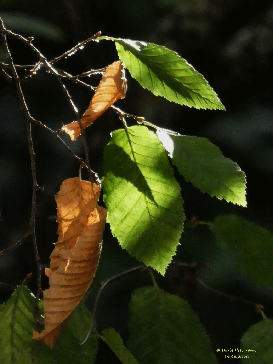 in the evening in front of my window
