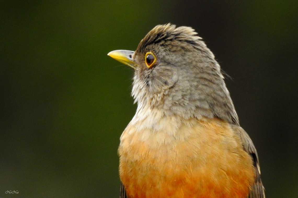Rufous-bellied Thrush
