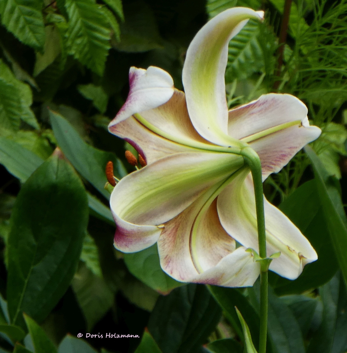 blossom