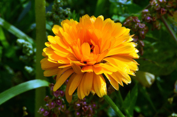BLÜTE