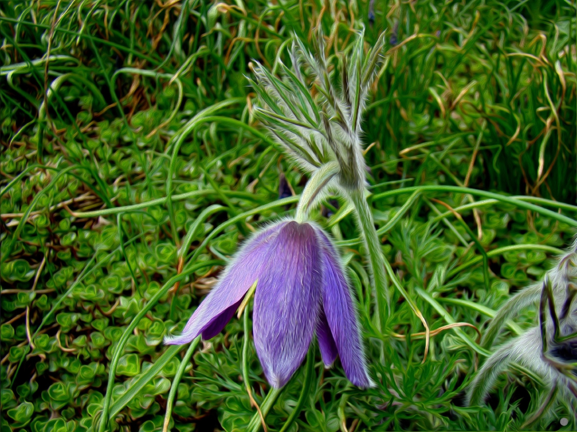 BLÜTE