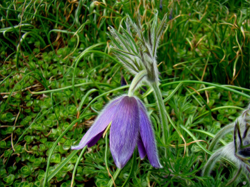 BLÜTE