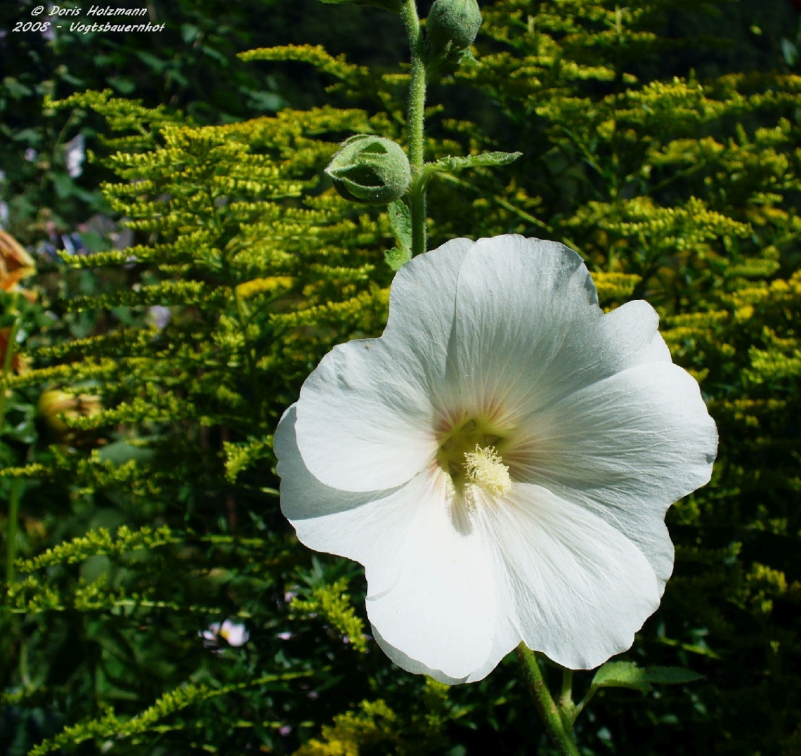 blossom