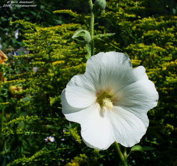 blossom