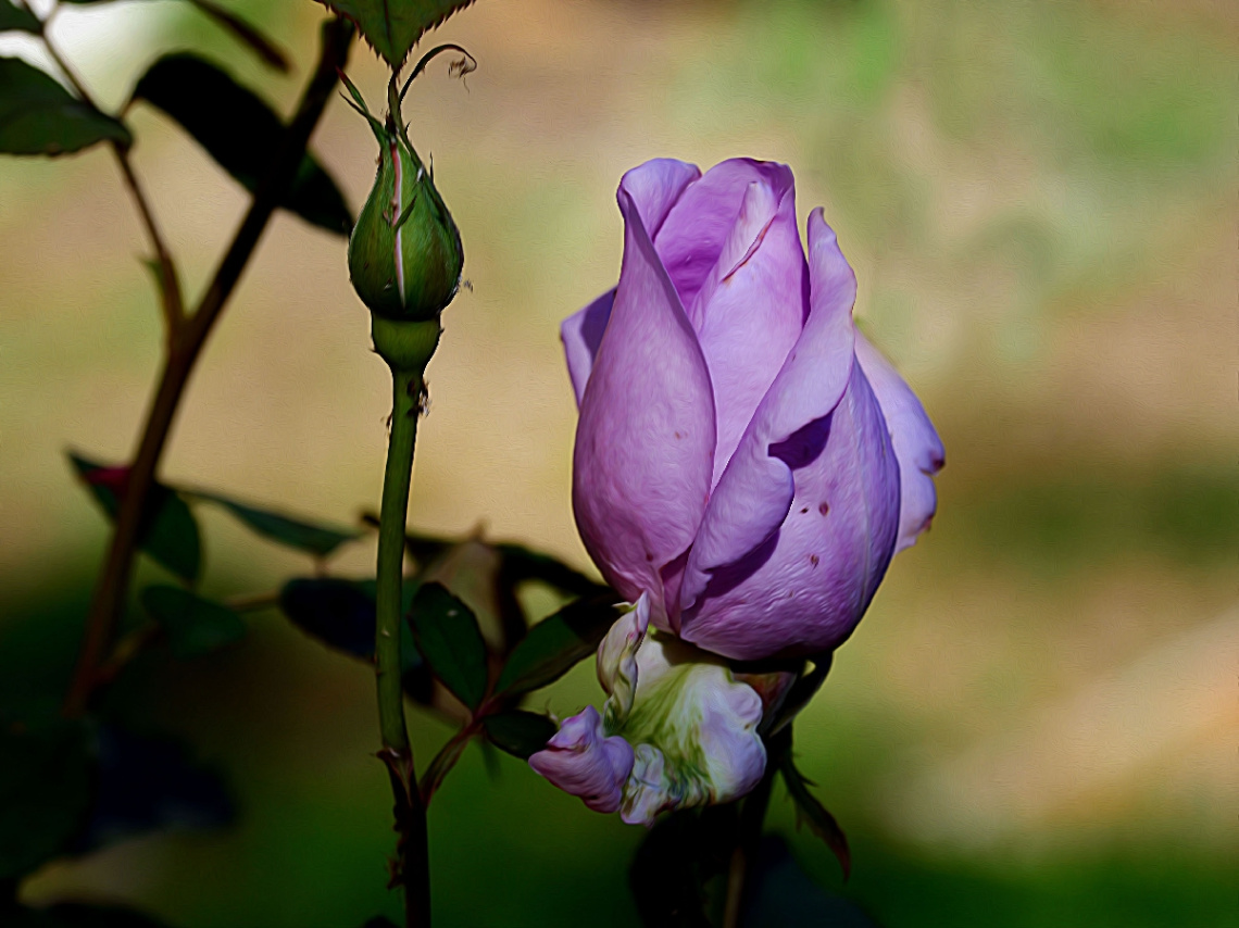 BLÜTE