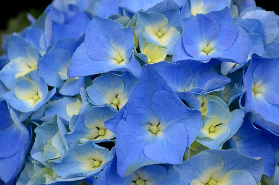 Hortênsia