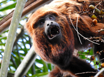Bugio Monkey