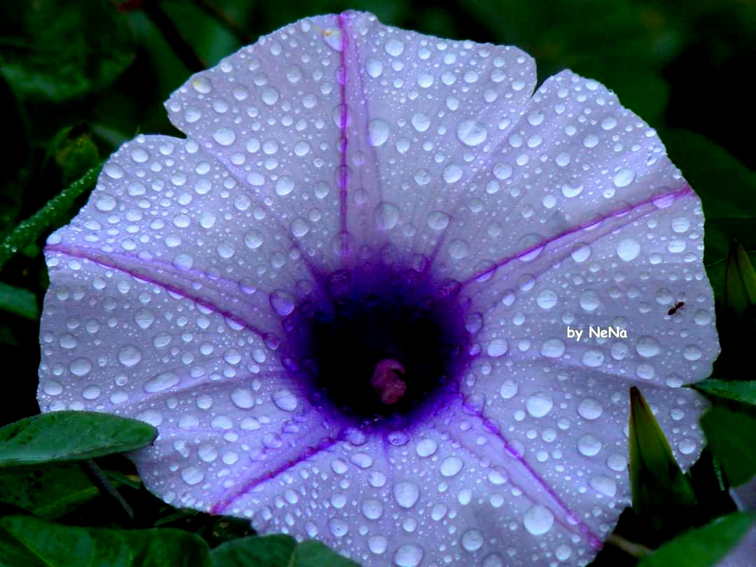 After the rain