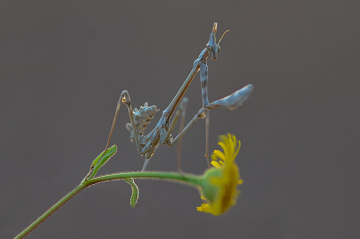 Peygamber Devesi Serisinden