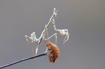 Peygamber Devesi (Mantis -2)