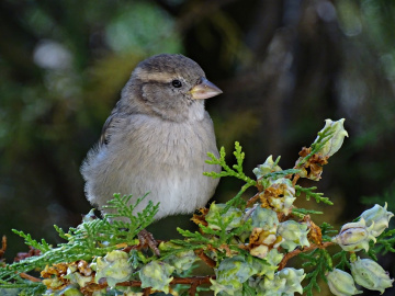 little bird