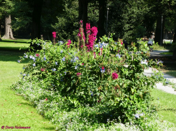 small field of flowers