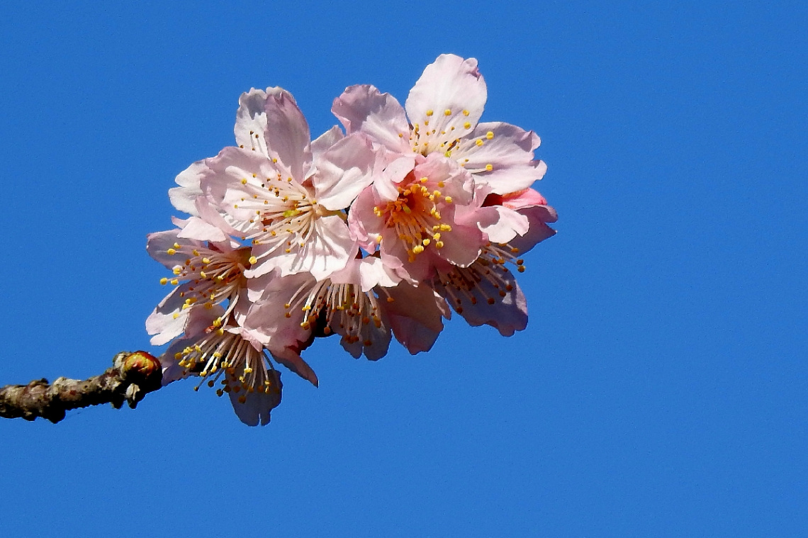Sakura