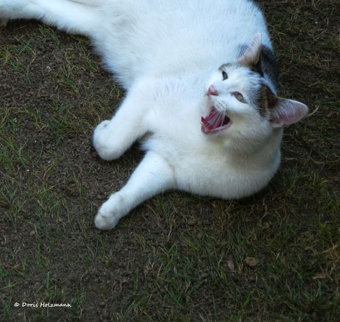 Neighbour's cat 