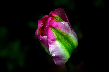 BLÜTE
