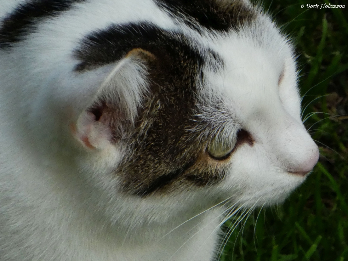 cat