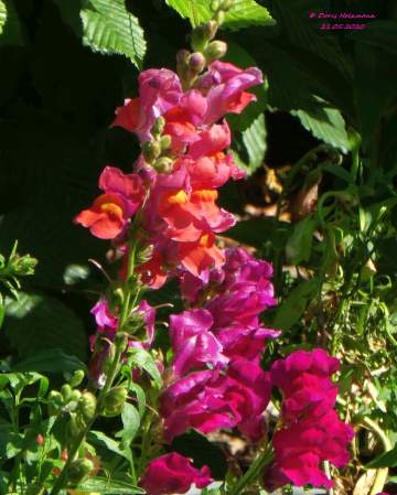 Antirrhinum 