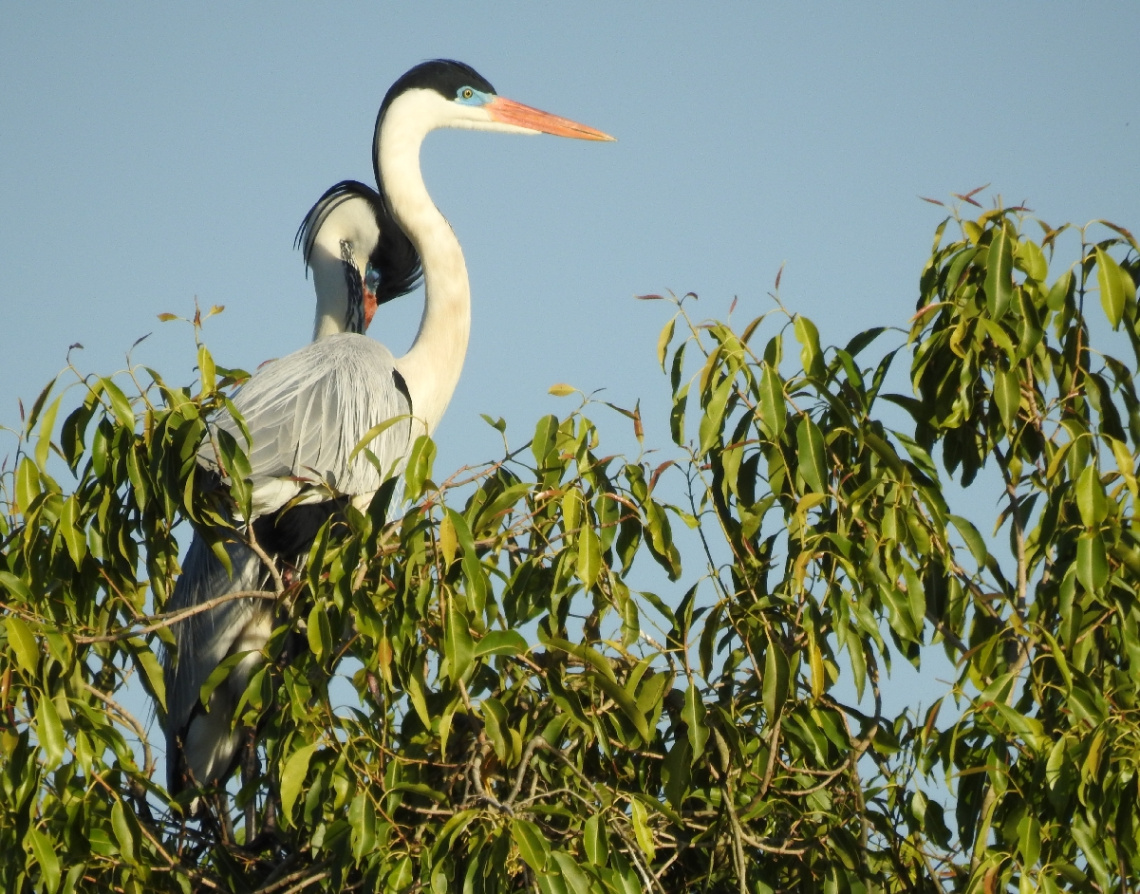 Top of tree