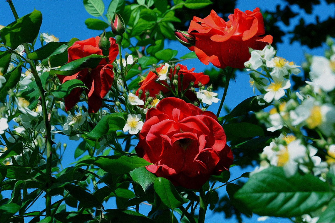 BLÜTEN