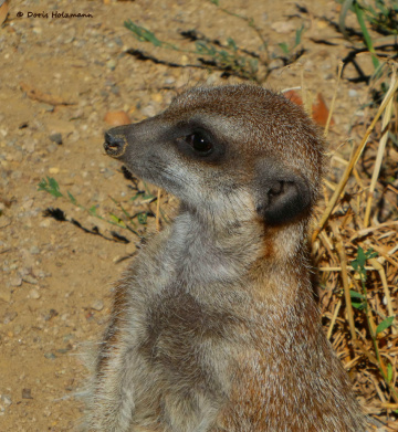 meerkat
