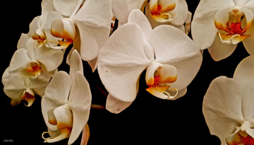 Wanda's orchids 