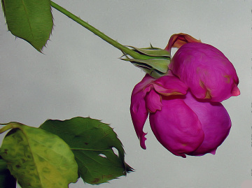 BLÜTE
