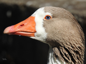 Goose 
