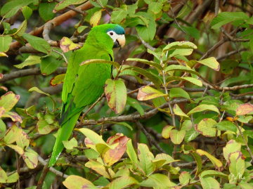 Camouflage