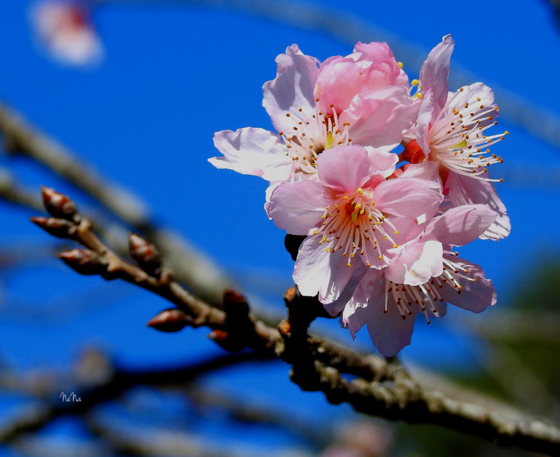Cherry blossom