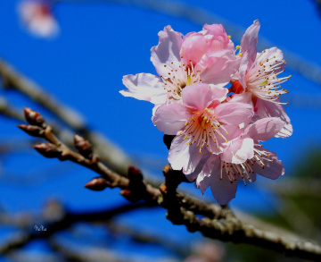Cherry blossom