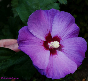 blossom