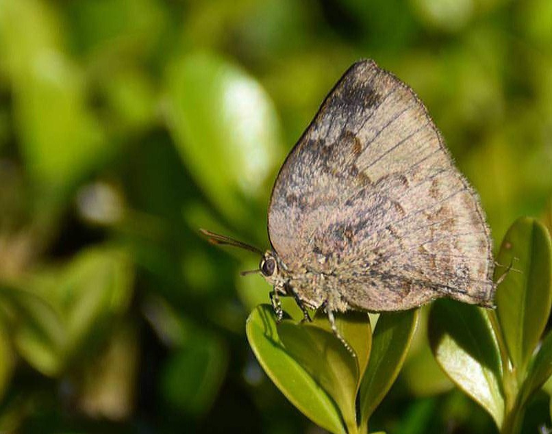 Mini butterfly 