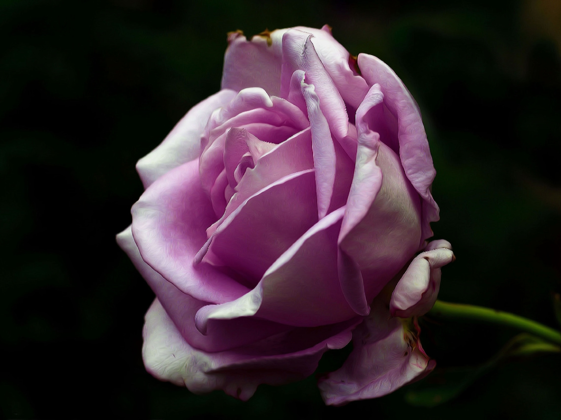 BLÜTE