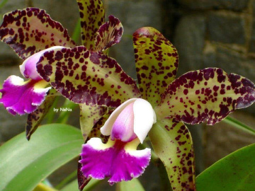 Orchids