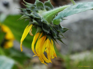 the last sunflower