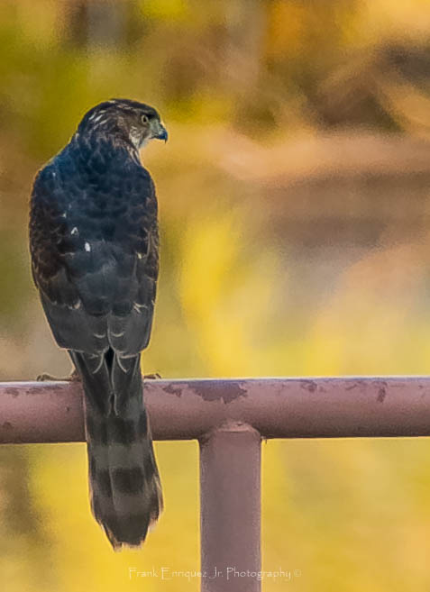 Cooper's Hawk