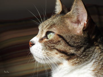 Gato de perfil