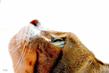 Olhos do gato 