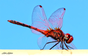 Yusufçuk ( Anisoptera )