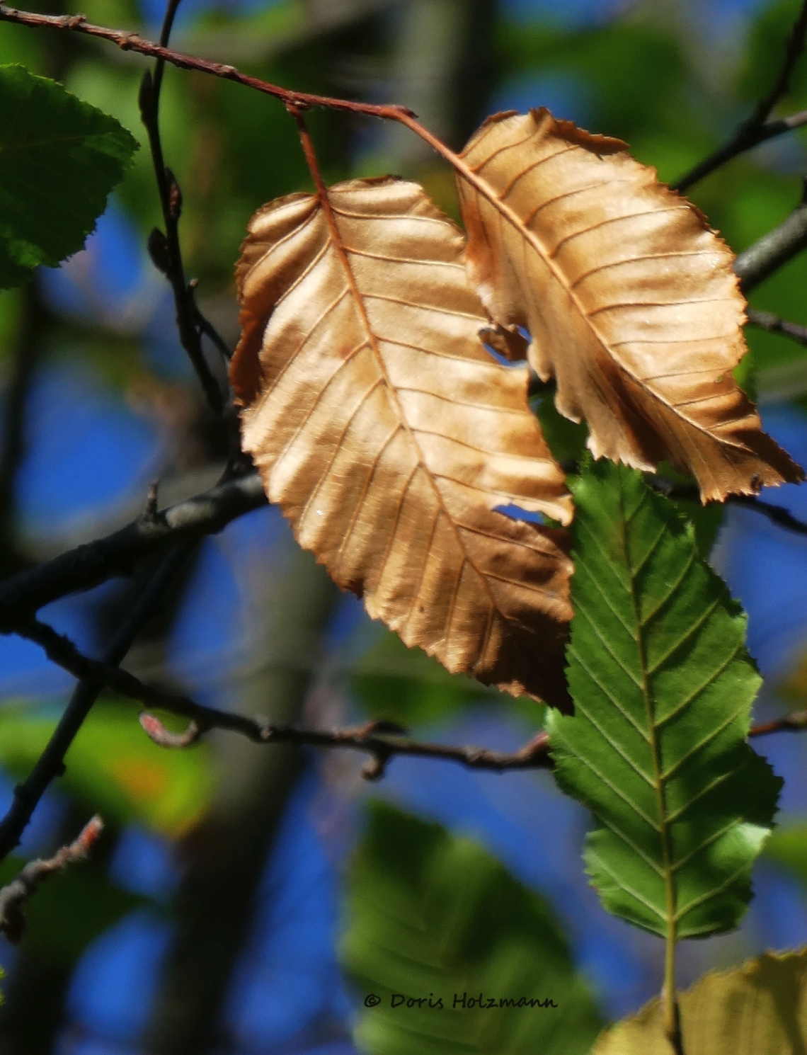 autumn