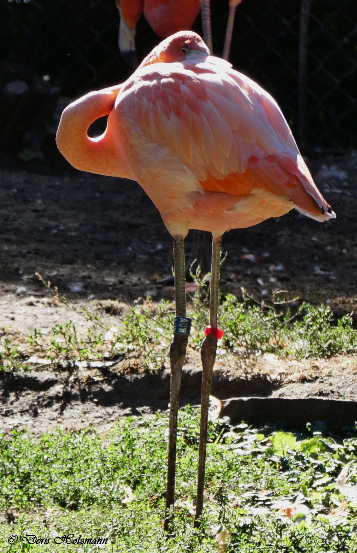 flamingo