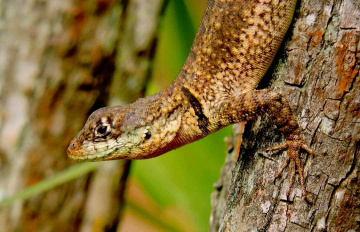 Lagartixa 